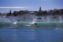 Bottlenose dolphins {Tursiops truncatus} surfing on coastal wave, Natal, South-Africa