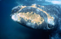Southern Right Whale {Balaena glacialis australis} Valdes, Argentina