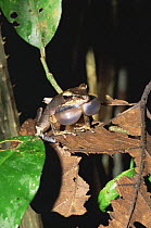 Frog {Manditactylus granulatus} showing twin vocal sacs, Madagascar