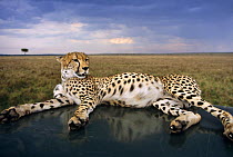 Male Cheetah cub on vehicle roof (Acinonyx jubatus) Masai Mara NR, Kenya.  From 1999 Big Cat Diary series.