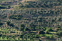 Olive trees growing on terraced land, Valencia, Spain