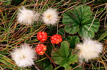 Arctic cloudberry {Rubus chamaemorus} & Cotton grass {Eriophorum angustifolium}, Scotland, UK.