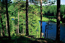 Siberian taiga landscape in summer with Scots Pine trees, R Sarchikha, Yenisel, Russia