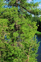Pine tree detail {Pinus sibirica} in Yenisel taiga, Siberia, Russia