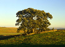 Sycamore tree in field {Acer pseudoplatanus} Yorkshire Dales NP, UK
