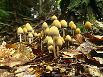 Ink cap fungi in woodland {Coprinus sylvestris} Derbyshire, UK
