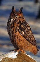 Eagle Owl, captive {Bubo bubo} Germany