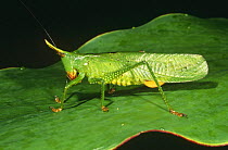 Bush cricket on leaf (Copiphora sp) Yasumi NP, Ecuador