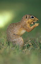 Unstriped ground squirrel feeding {Xerus rutilus} Tarangire NP, Tanzania