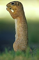 Unstriped ground squirrel {Xerus rutilus} standing on hind legs feeding, Tarangire NP, Tanzania.