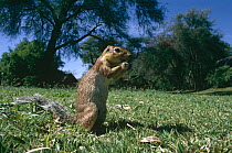 Unstriped ground squirrel {Xerus rutilus} feeding, Samburu NP, Kenya
