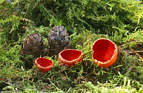 Scarlet Elf Cap Fungus {Sarcoscypha coccinea}