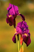Flag Iris {Iris germanica} Alcoy, Alicante, Spain