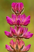 Lupin flowers {Lupinus sp} California, USA