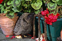 Hedgehog in garden {Erinaceus europaeus} sniffing around potted plants, Yorkshire, UK
