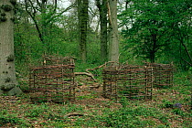 Tree guards to protect young trees from deer. UK