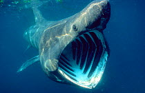 Basking shark feeding {Cetorhinus maximus} UK.