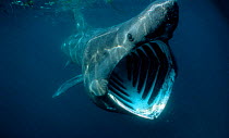 Basking shark feeding {Cetorhinus maximus} UK.