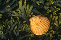 Edible cockle on seaweed (Cerastoderma edule) Sutherland, Scotland, UK