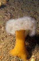 Plumose anemone {Metridium senile} Devon, UK