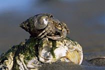 Common hermit crab {Pagurus barhardus} Camargue, France