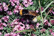 Vestal cuckoo bee {Bombus vestalis} on wild Thyme, UK