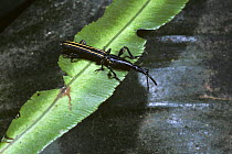 Brentid weevil on leaf (Brentus anchorago) Monteverde Reserve, Costa Rica