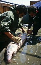 Fishermen with Common atlantic sturgeon caught for caviar (Acipenser sturio) Caspian sea, Iran