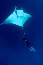 Manta ray with diver {Manta birostris} Soccora Is, Mexico, Pacific