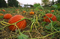 Pumpkin Plant {Cucurbita maxima} with ripe fruit / vegetable, Wisconsin farm, USA