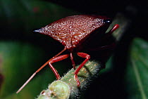 Shieldbug sucking sap from plant stem {Peromatus sp} tropical rainforest, Brazil