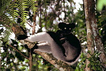 Indri with young in tree {Indri indri} Perinet SR, Madagascar