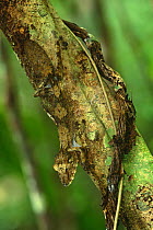 Leaf tailed gecko well camouflaged {Uroplatus fimbriatus} Madagascar