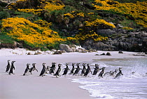 Magellanic penguins going to the sea {Spheniscus magellani} Falkland Islands