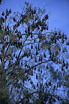 Spectacled flying foxes {Pteropus conspicillatus} roosting in tree in daytime, Madang, Papua