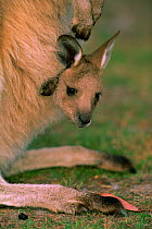 Eastern grey kangaroo joey in pouch {Macropus giganticus} Tasmania, Australia