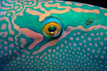 Eye of Bicolor parrotfish {Cetoscarus bicolor} Red Sea