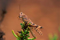 Grasshopper {Arcyptera sp} grooming antennae Alicante, Spain