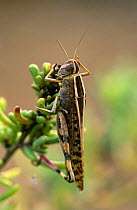 Grasshopper (Arcyptera sp) Alicante, Spain