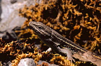 Lizard {Psammodromus algirus} Alicante, Spain