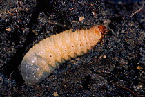 Flower beetle larva in soil {Cetonia sp} Alicante, Spain