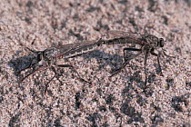 Robber flies {Asilus capraeniformis} mating pair,  Spain