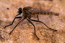 Robber fly portrait {Asilus capraeniformis} Alicante, Spain