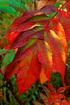 Leaves of Sumac tree {Rhus coriaria} Wisconsin, USA