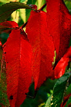 Staghorn sumac leaves {Rhus typhina} Wisconsin, USA