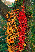 Poison ivy {Rhus radicans} and Boston ivy on tree trunk Pensylvania, USA