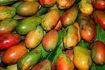 Mango fruits displayed for sale {Mangifera indica} Mauritius Port Louis market