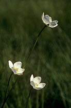 Grass of Parnassus {Parnasia palustris} flowers, Scotland, UK
