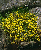 Yellow saxifrage in flower {Saxifraga aizoides} Scotland, UK