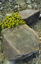 Yellow saxifrage in rocky ground {Saxifraga aizoides} Scotland, UK